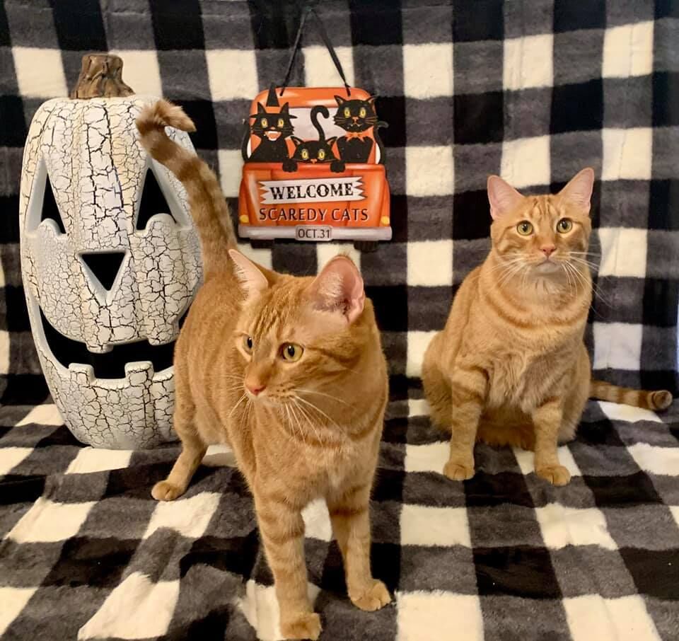 Simba and Quark